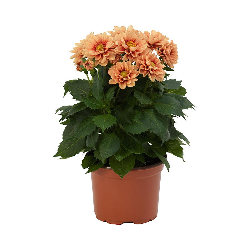 Sommergeorgine P19 Dahlia, mix