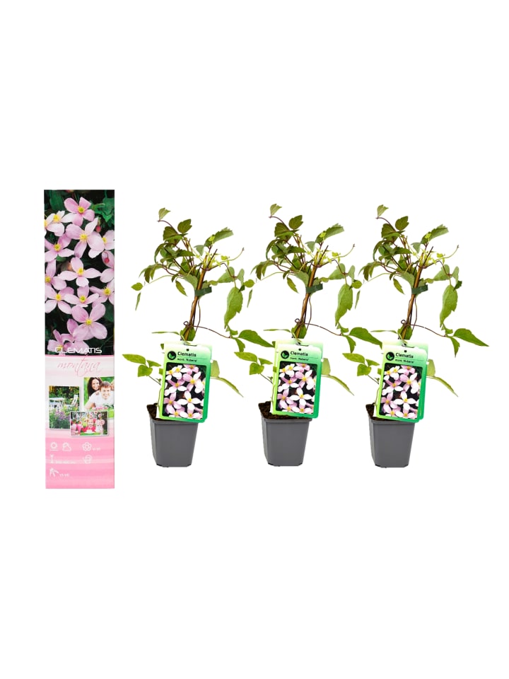 OH2 3er-Set Pflanzen Clematis Montana Rubens in Pink günstig kaufen onesize