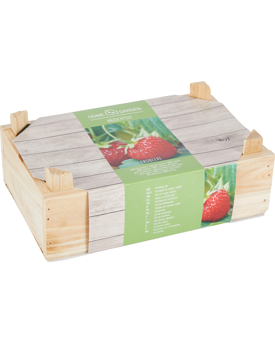 Anzuchtset Erdbeeren