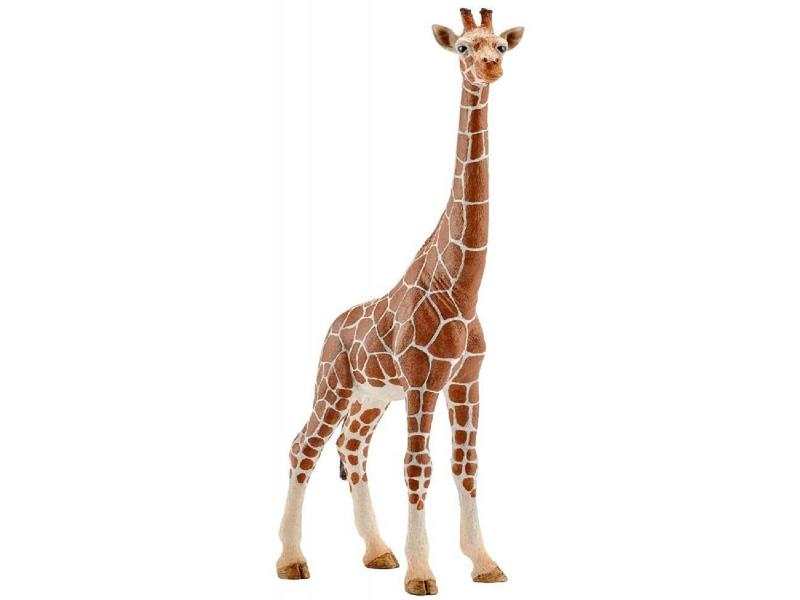 Girafe femelle