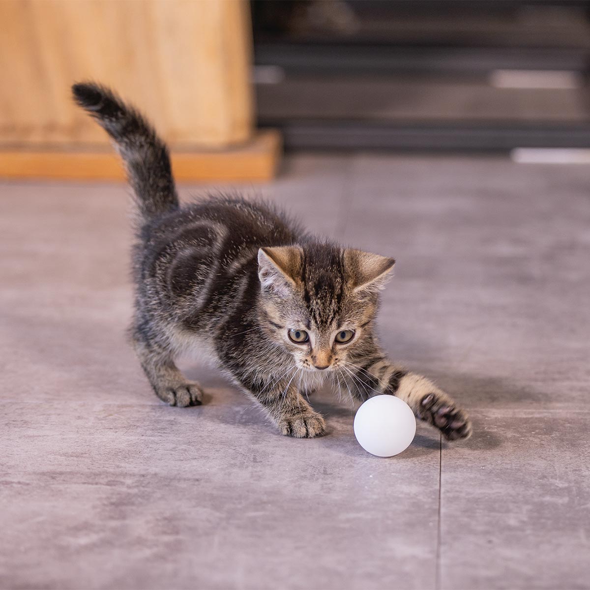 Beeztees Kitten Ping Pong Bälle 4 Stück kaufen