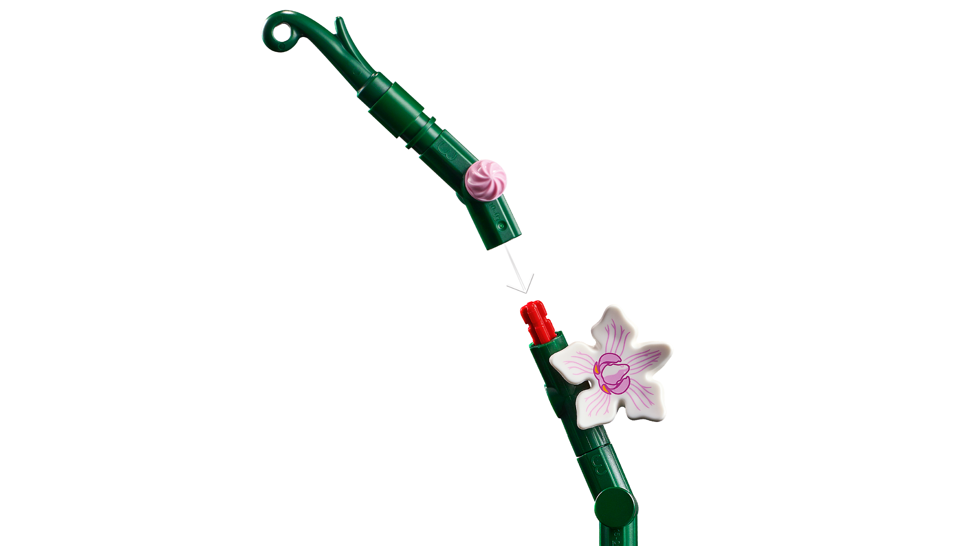 Orchidee 10311
