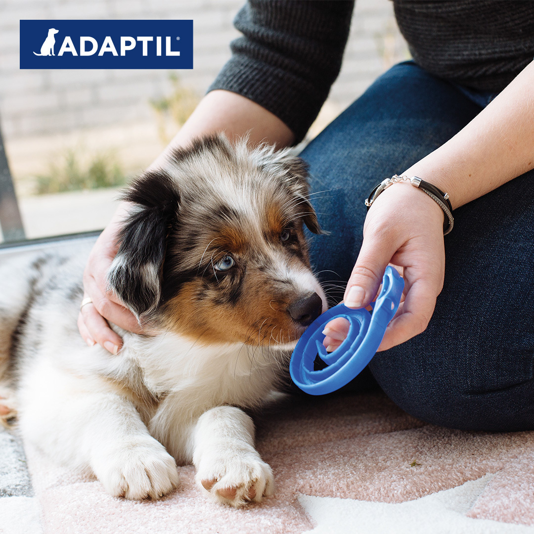 ADAPTIL Beruhigungsmittel ADAPTIL Junior Halsband Anti Stress Erziehungshalsband