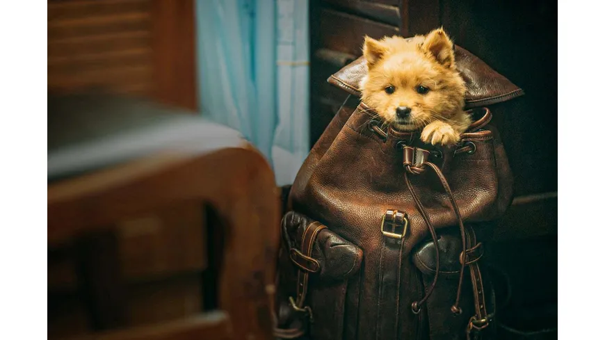 Hachiko - Eine Freundschaft für die Ewigkeit! (2023)
