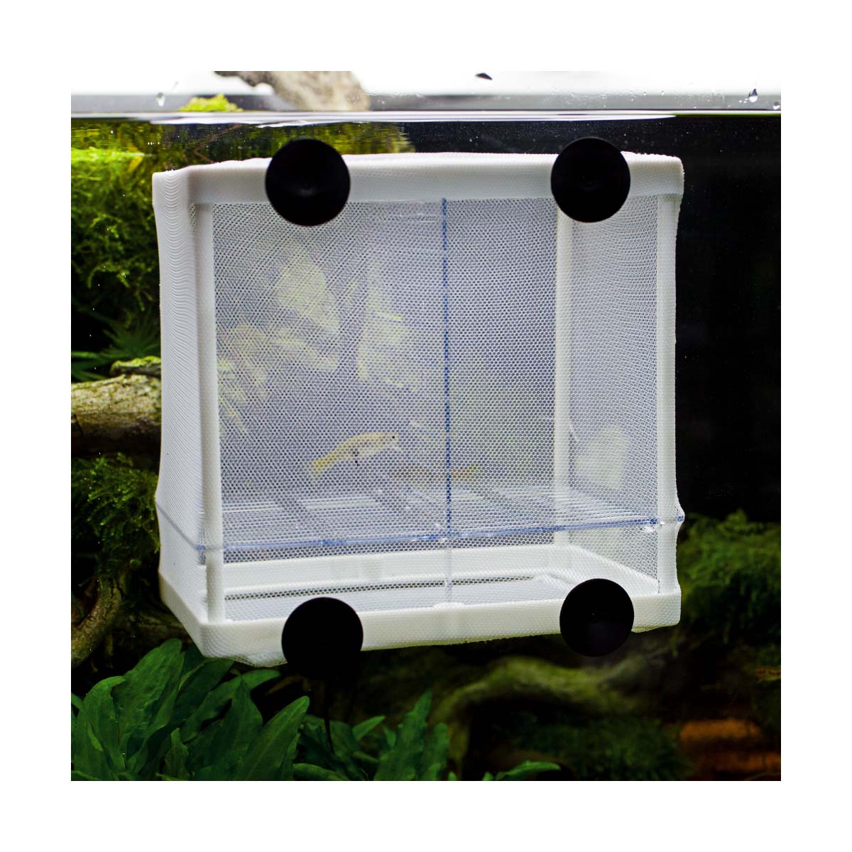 Hobby Ablaichbehälter Nido 3.1 günstig kaufen