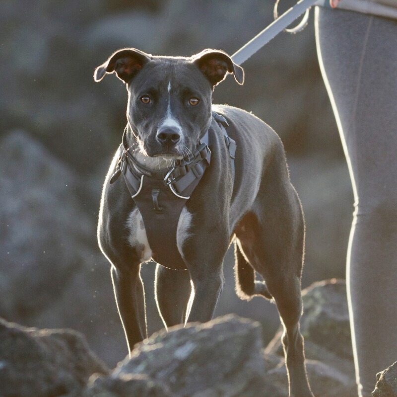 Ruffwear Hundegeschirr Front Range®