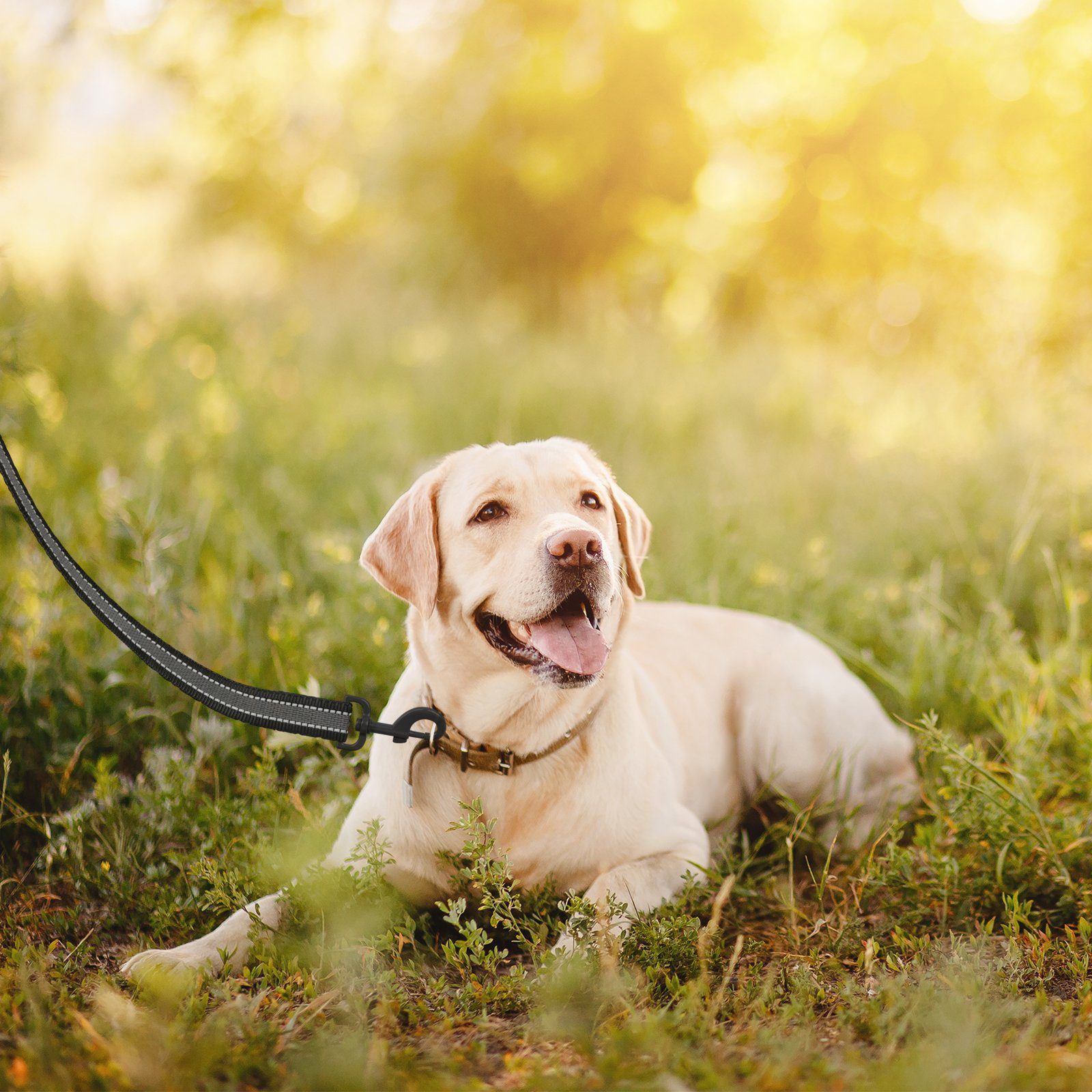 Wellgro Hundeleine Schleppleine für Hunde mit Handschlaufe Anti-Slip reflektierend