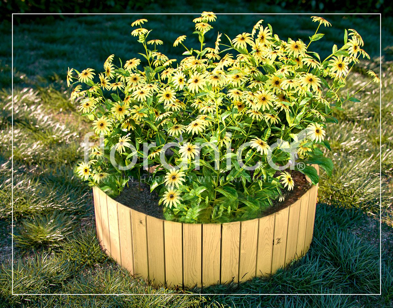 Pemicont Floranica Rollborder II Flexibler Holzzaun 203cm Höhe: 10cm Natur Imprägniert Kiefernholz Beeteinfassung Rasenkante Palisade Umzäunung für Obstgärten Beete Wege