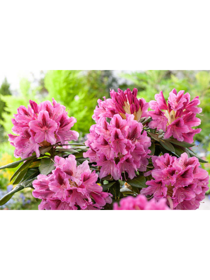OH2 6er-Set: Rhododendron Cosmopolitan in Rosa günstig kaufen onesize