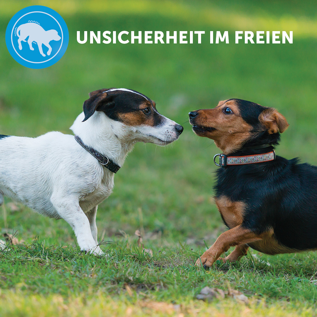 ADAPTIL Beruhigungsmittel ADAPTIL Calm Halsband Anti Stress Erziehungshalsband M-L