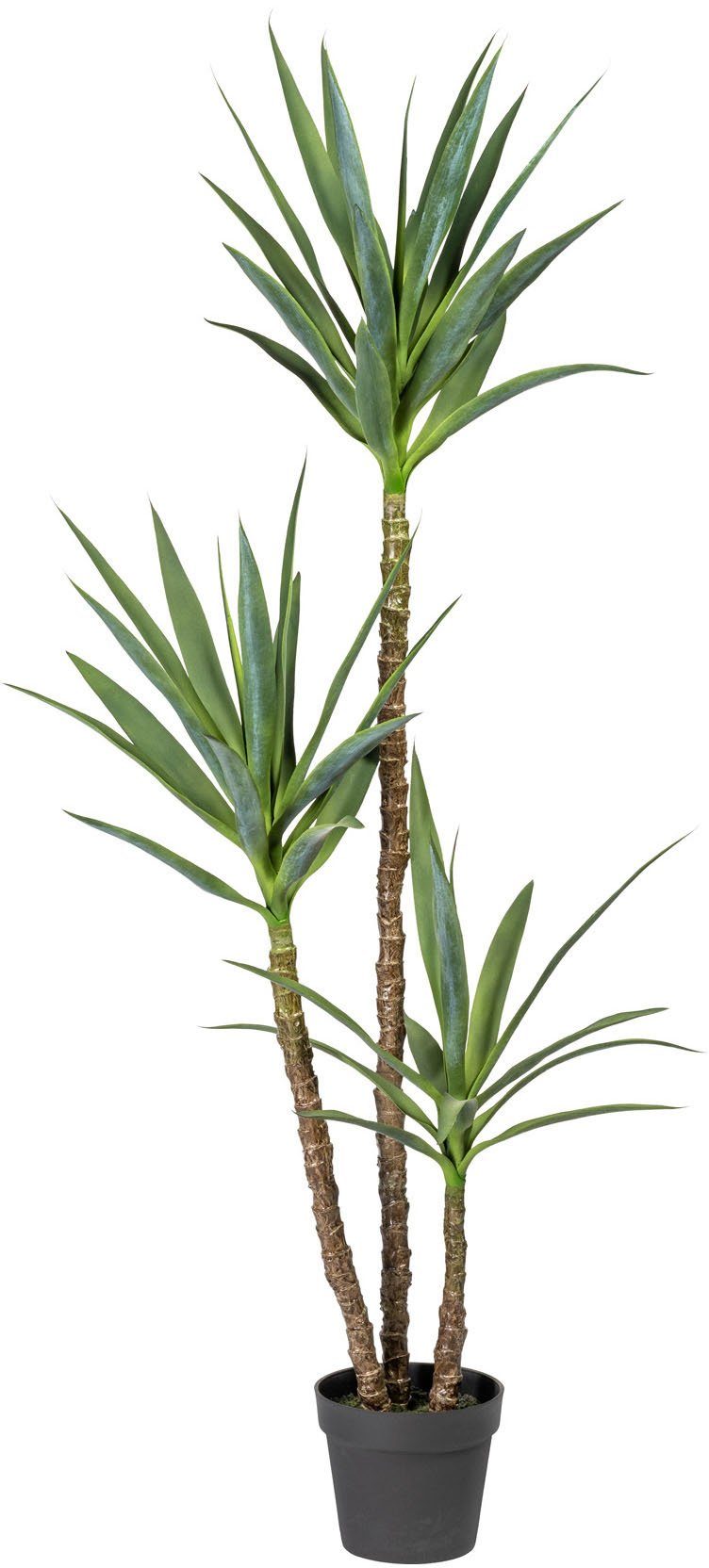 Kunstpflanze Amagney Sukkulente, Home affaire, Höhe 160 cm, im Topf