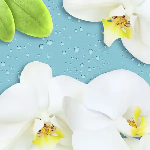 Entkalker Dusche Express