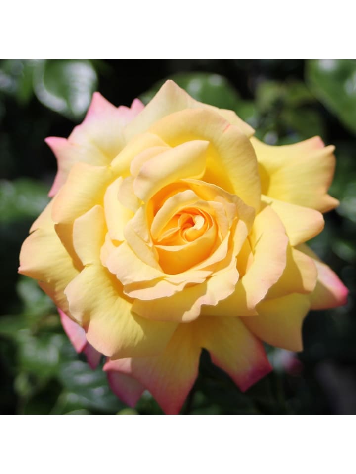 OH2 3er-Set Großblütige Rosen in Gelb/Rosa günstig kaufen onesize