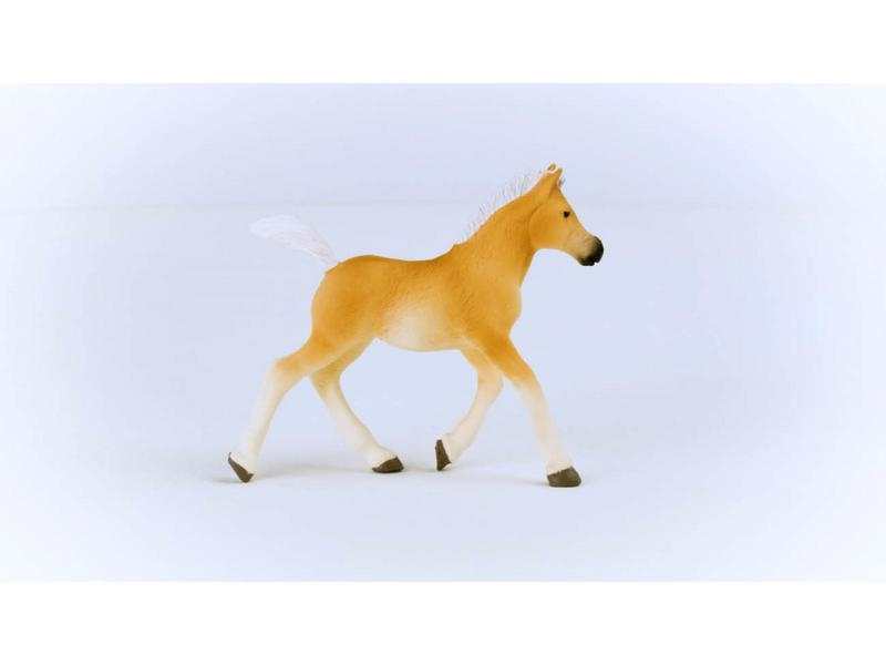 Poulain Haflinger