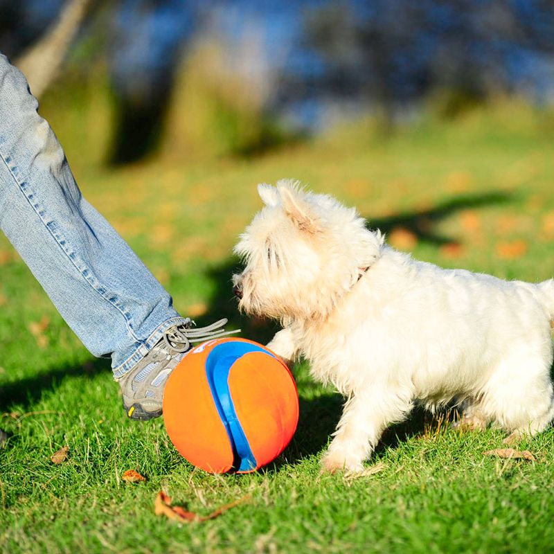 Chuckit! Kick Fetch zu TOP-Preisen % | bitiba