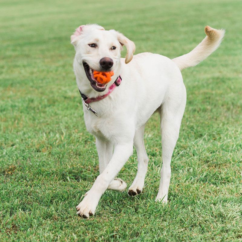 Chuckit! Breathe Right Fetch Ball zu TOP-Preisen