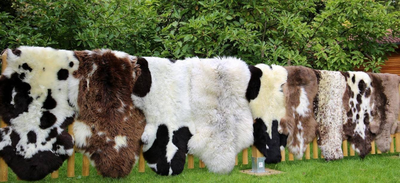 Fellteppich Englisch gescheckt Schaffell Läufer Teppich, Hollert, Tierform