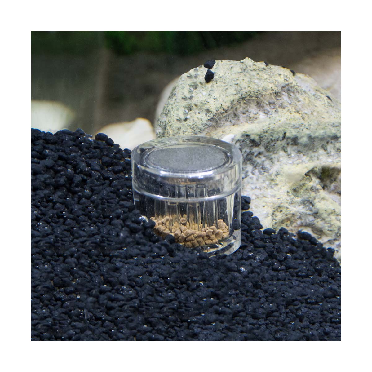 Hobby Planarienfalle Planaria X mit 2x Köder kaufen