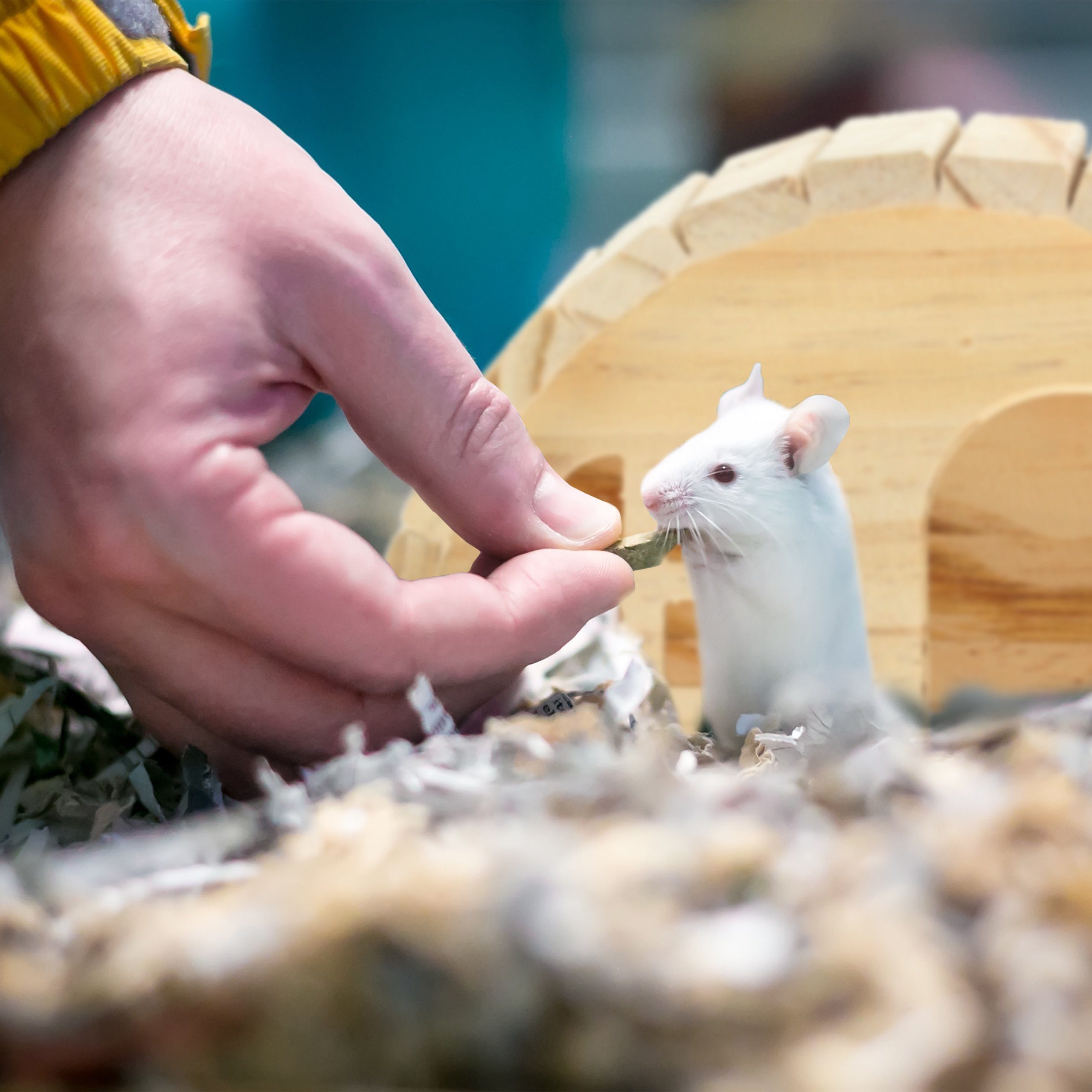 relaxdays Nagerhaus Hamsterhaus aus Holz