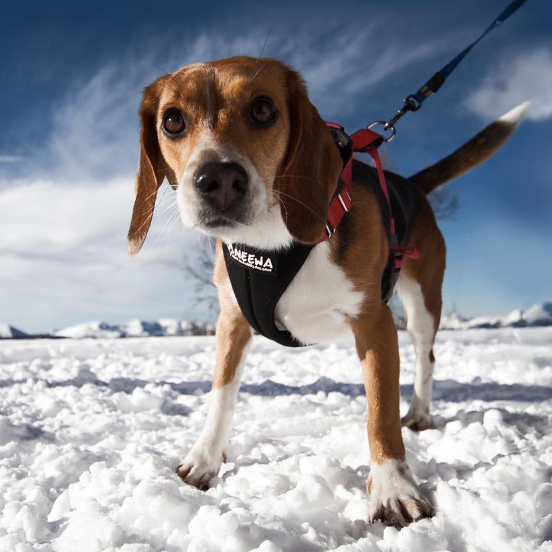 NEEWA Running Harness rot zu TOP-Preisen % bei bitiba.de