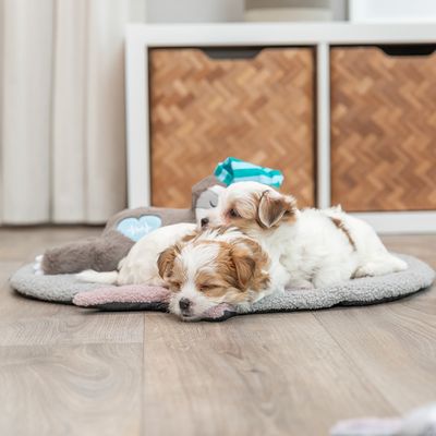Trixie Junior Hundespielzeug Faultier