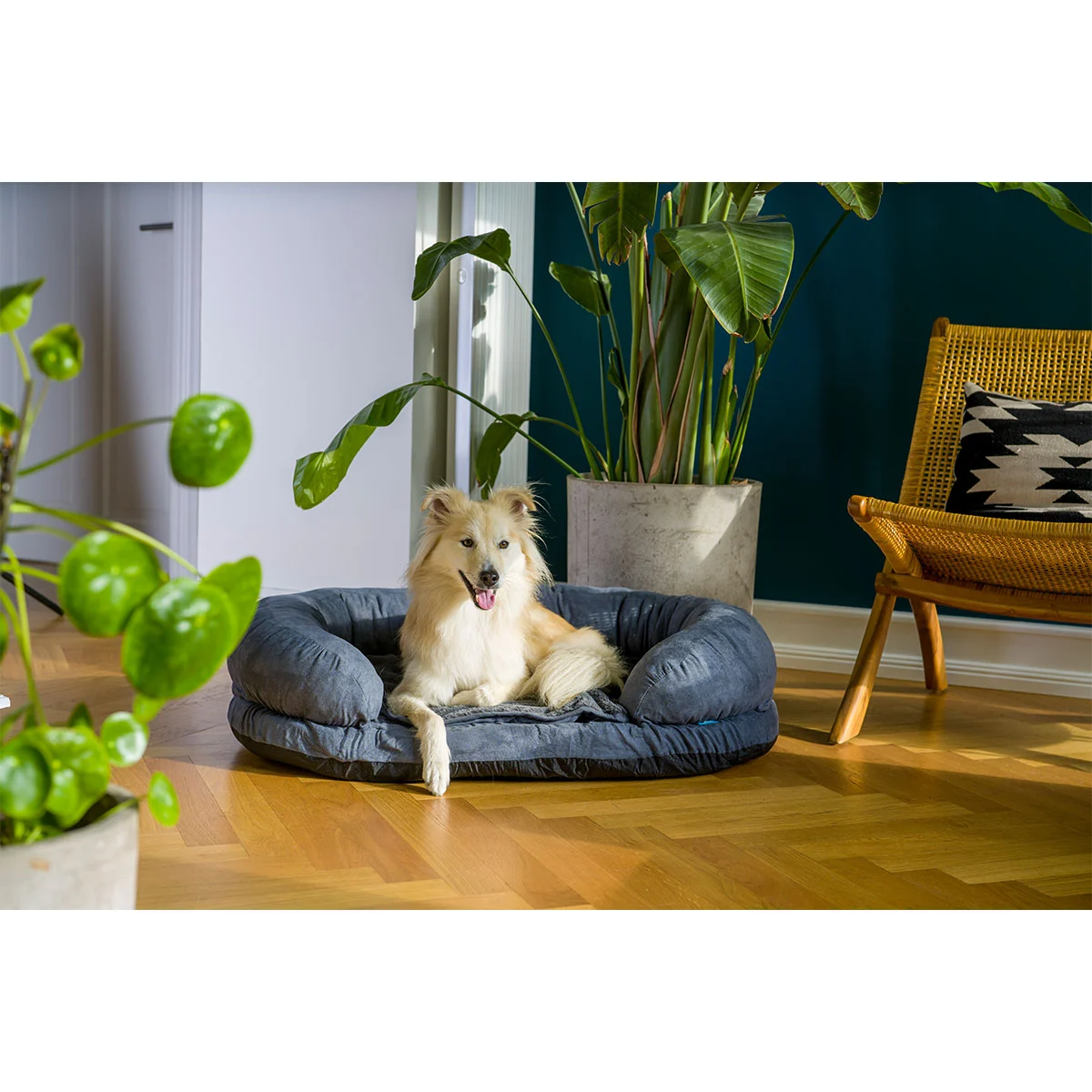 ZooRoyal Orthopädisches Hundebett Lasse kaufen