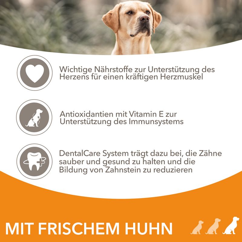 IAMS Advanced Nutrition Senior Large Dog mit Huhn
