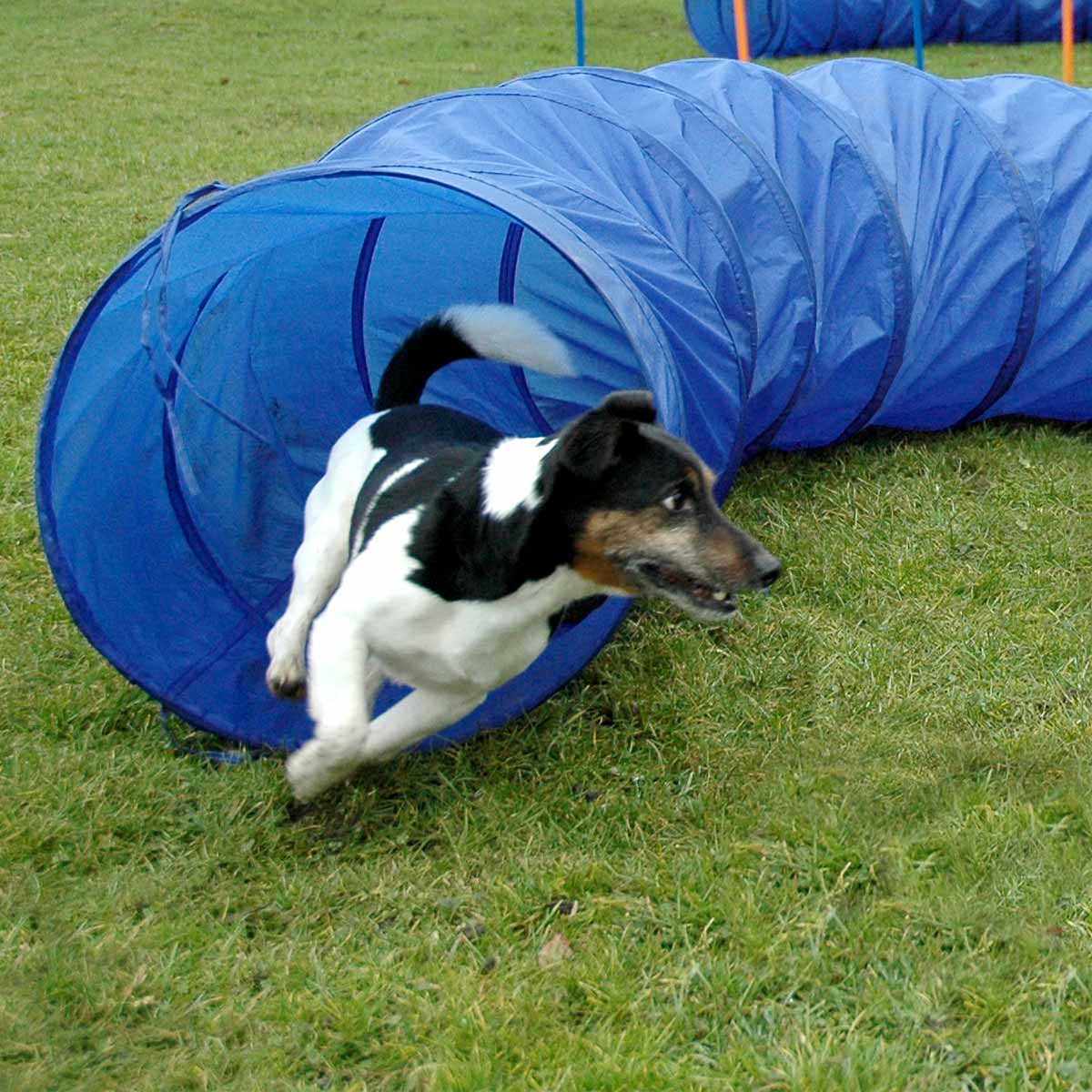 dobar Agility Tunnel 300 cm lang, Ø 50 cm kaufen