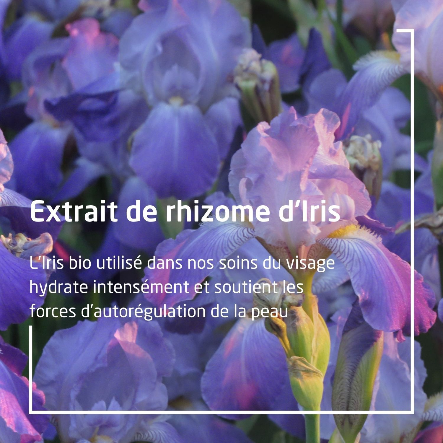 Weleda Iris Crème de Nuit Réconfortante - Régénère et Ressource - Texture Riche - 30 ml