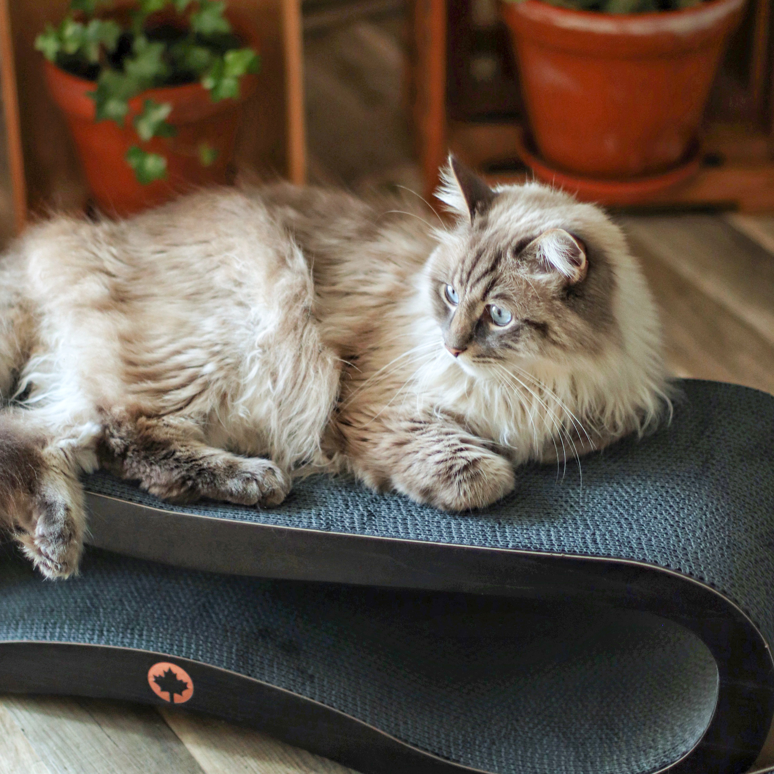 Canadian Cat Company Kratzbäume Canadian Cat Company Kratzbrett Orbit 2.0 schwarz