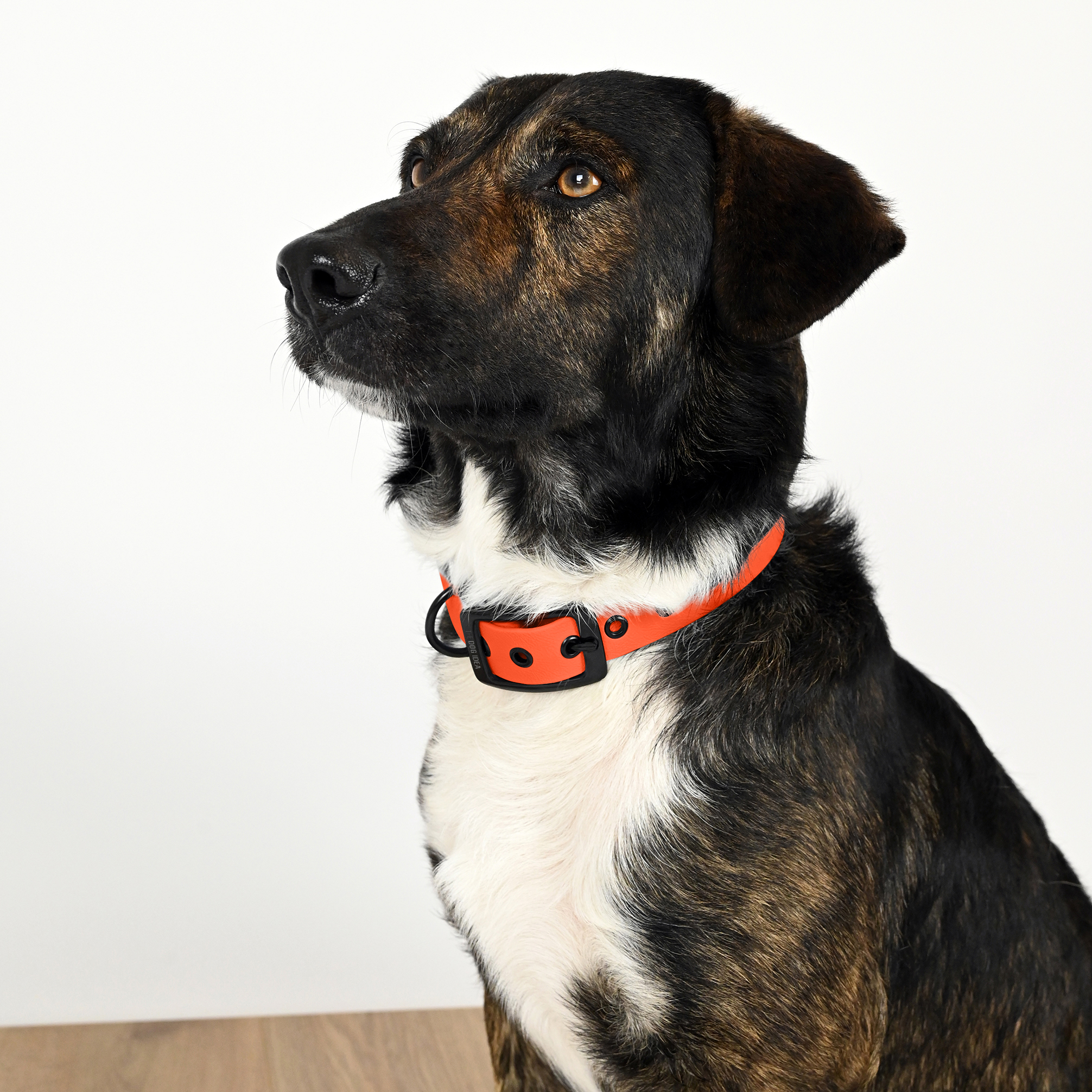 THE DOG IDEA Hundehalsbänder THE DOG IDEA Biothane Halsband Beige Schwarz XS