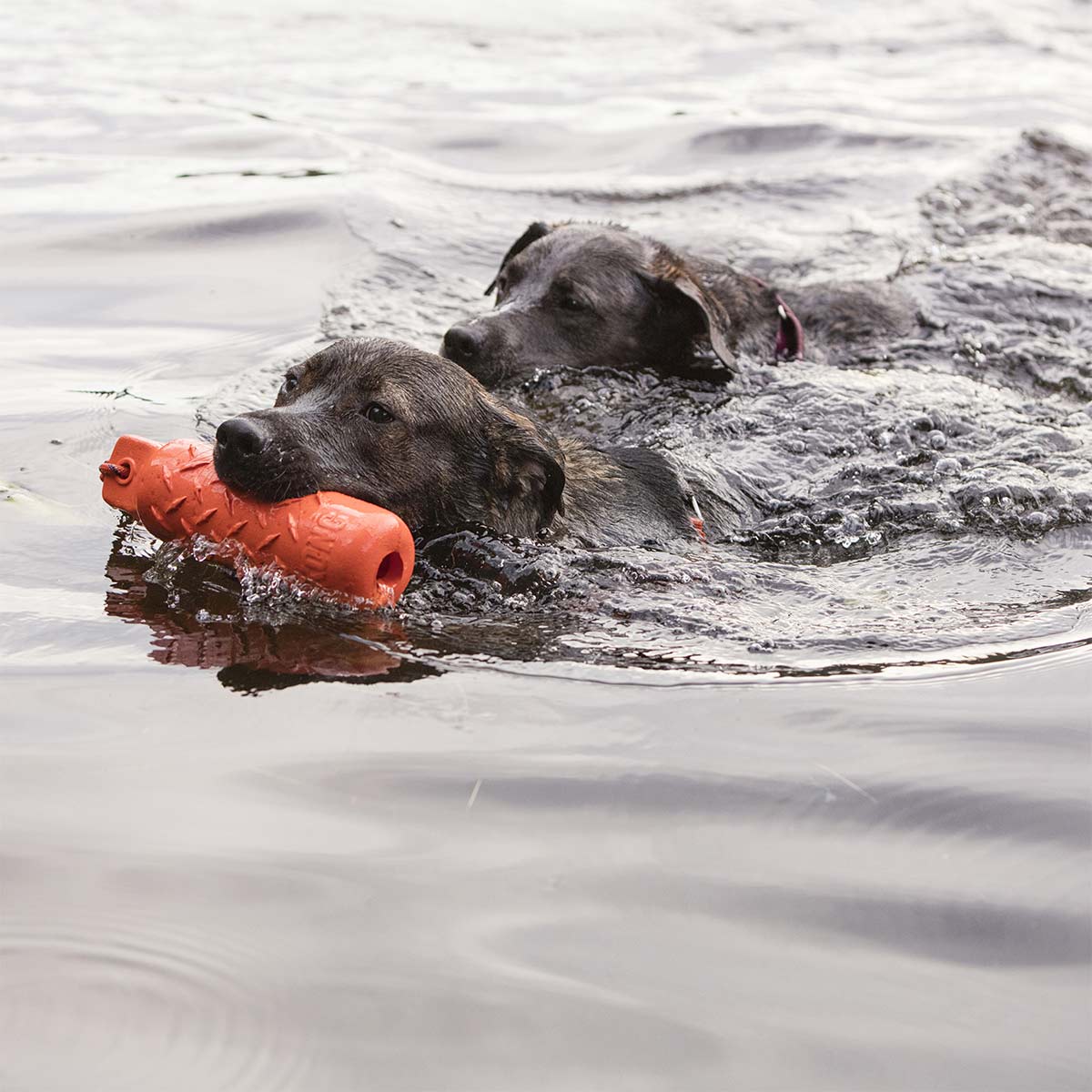 KONG Training Dummy günstig kaufen bei ZooRoyal