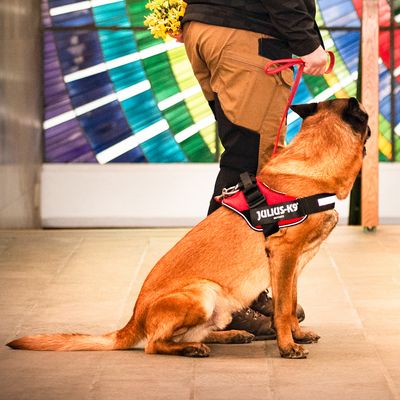 JULIUS-K9 IDC®-Powergeschirr - rot