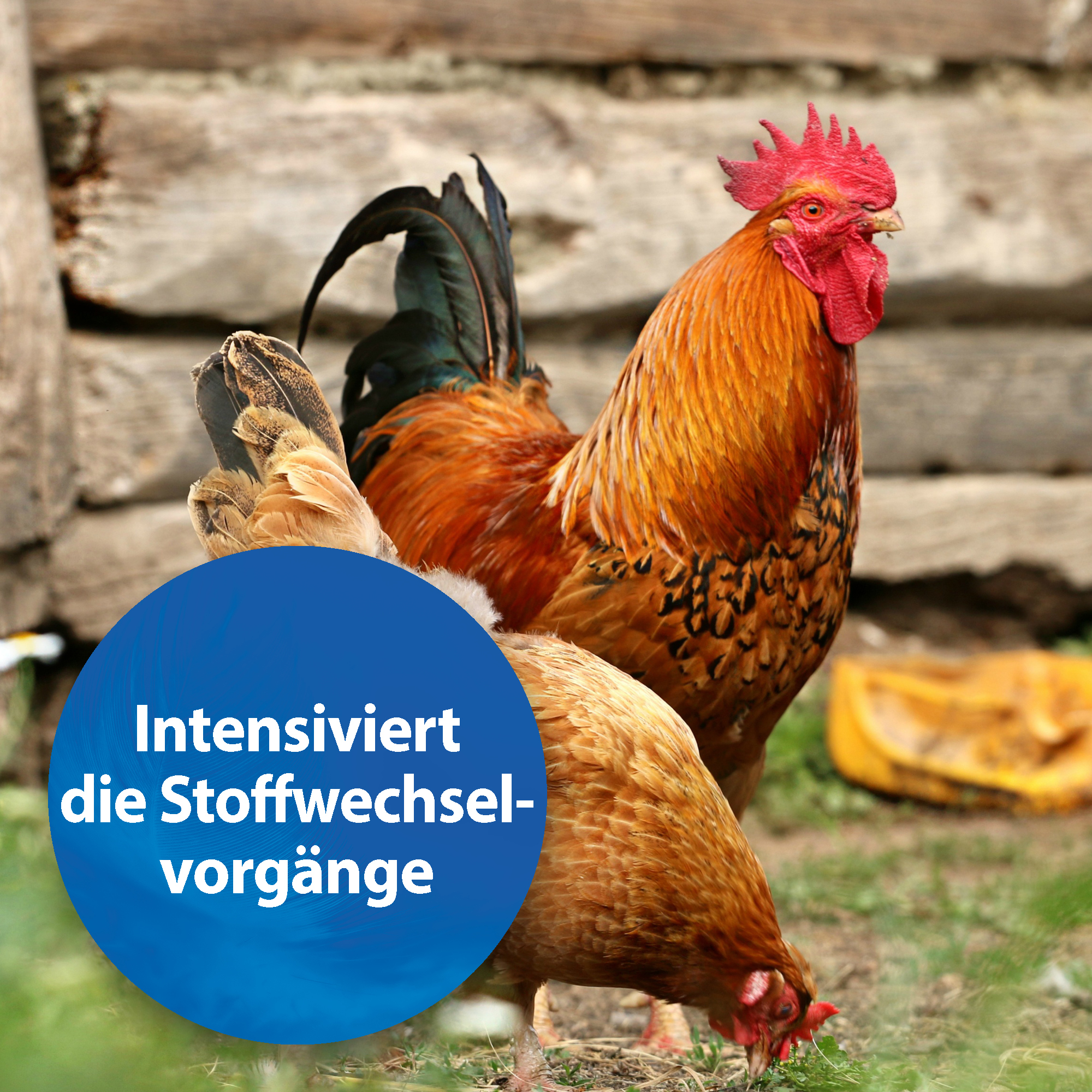 Quiko Ergänzungsfutter Quiko Plus 400 g: Extra Proteine für Jungvögel