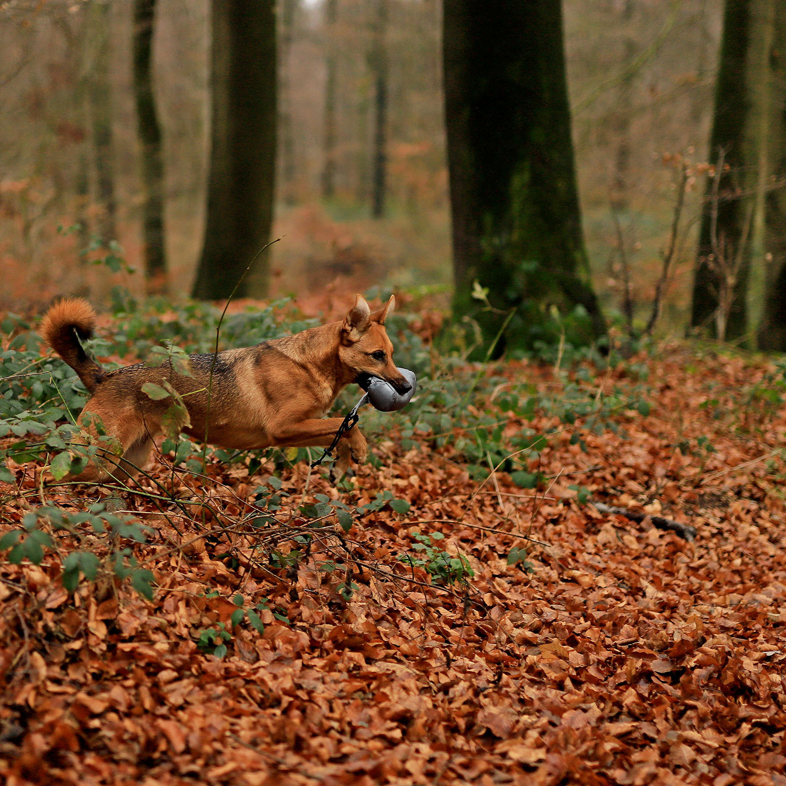 Lionto Snackbeutel Lionto Futterbeutel für Hunde, Trainingsdummy grau
