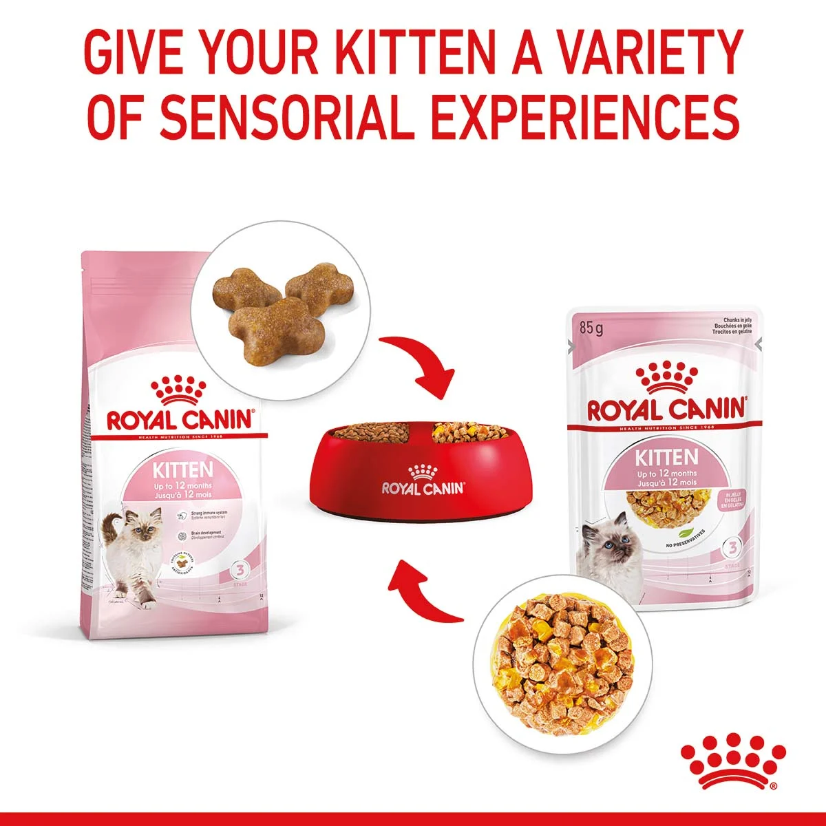 ROYAL CANIN KITTEN Nassfutter in Gelee für Kätzchen