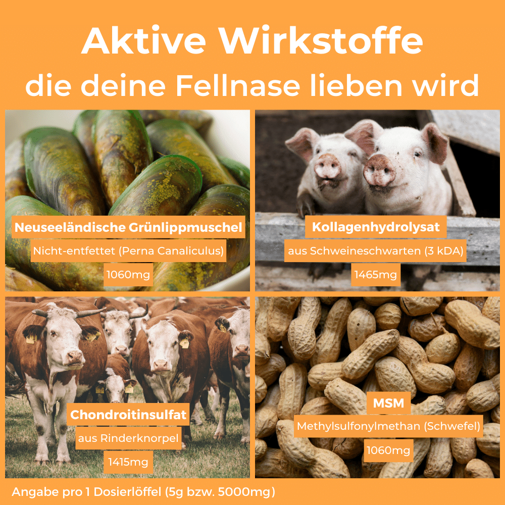 Dog-Native Ergänzungsfutter & Aufzucht Dog-Native GelenkFit Pulver für Hunde, natürliches Gelenkpulver mit Grünlippmuschel, MSM, Kollagen-Hydrolysat und Chondroitin für Gelenke, 500 g