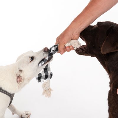 TIAKI Hundspielzeug Rentiere an Tau