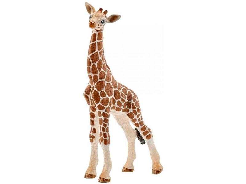 Bébé girafe