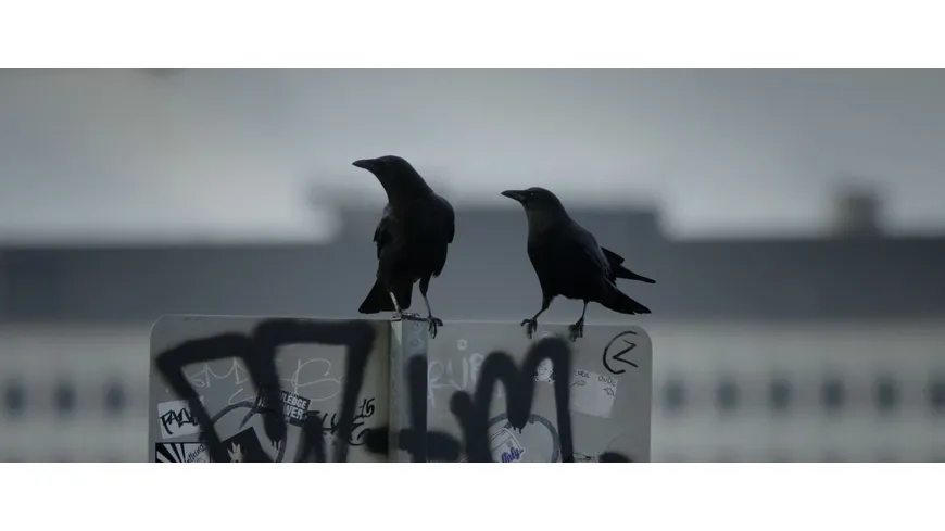 Krähen - Die Natur beobachtet uns