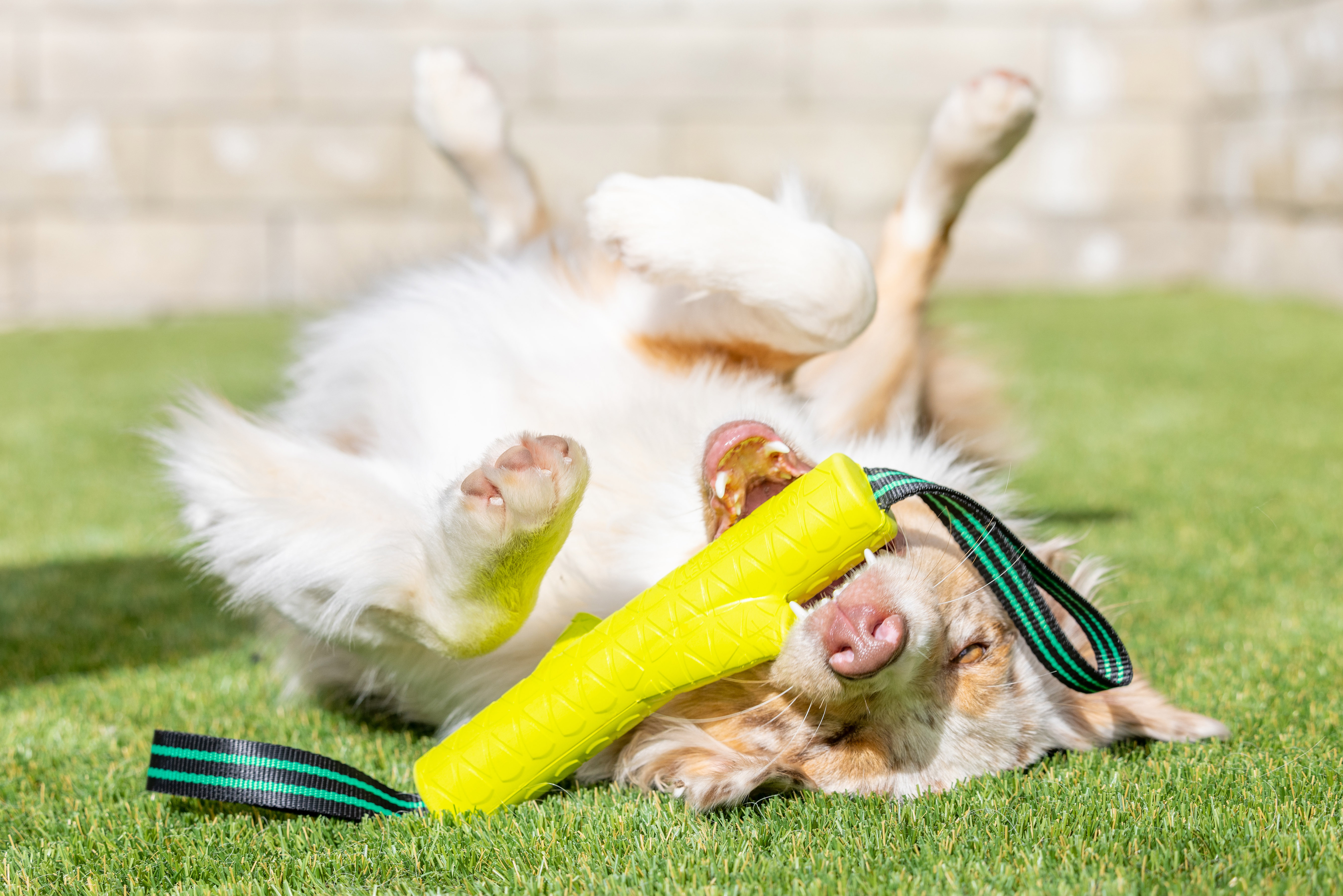 Hyper Pet Frisbees & Wurfspielzeug Hyper Pet Grab Tabs EVA Fetch Stick
