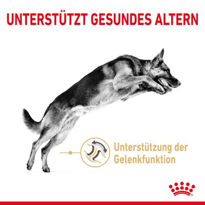 Royal Canin German Shepherd Adult 5+