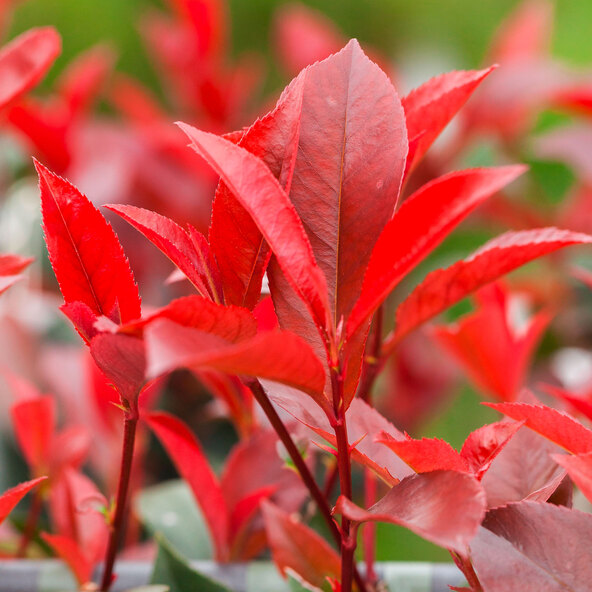 Photinia Red Robin, 220–240 cm