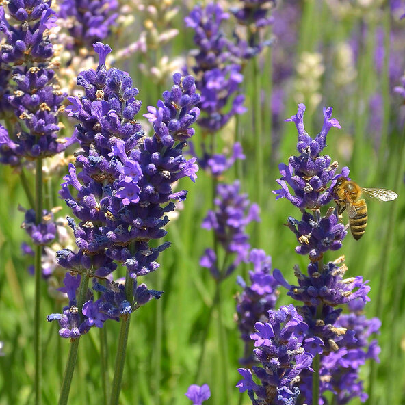 Lavendel „Wolkenduft-Trio“ 3er-Set