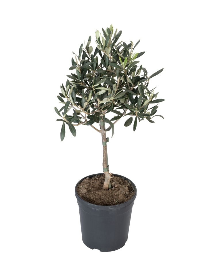 OH2 Olivenbäume winterhart auf Stamm mittel günstig kaufen onesize