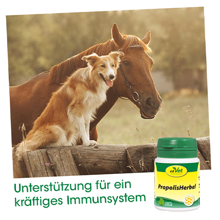 cdVet Ergänzungsfutter & Aufzucht cdVet PropolisHerbal 20g 20 g