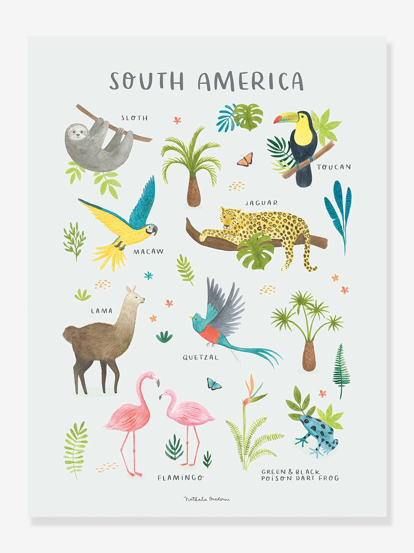 Affiche Animaux d'Amérique du sud Living Earth LILIPINSO multicolore