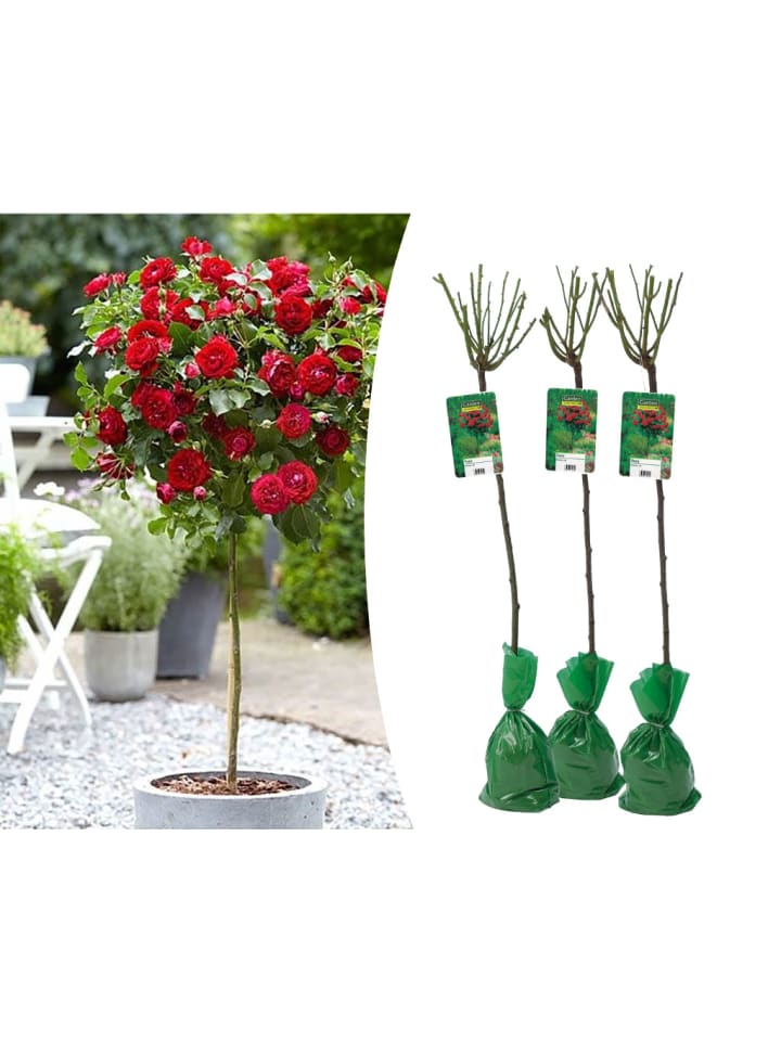 OH2 3er-Set: XXL Großblütige Stielrosen in Rot günstig kaufen onesize
