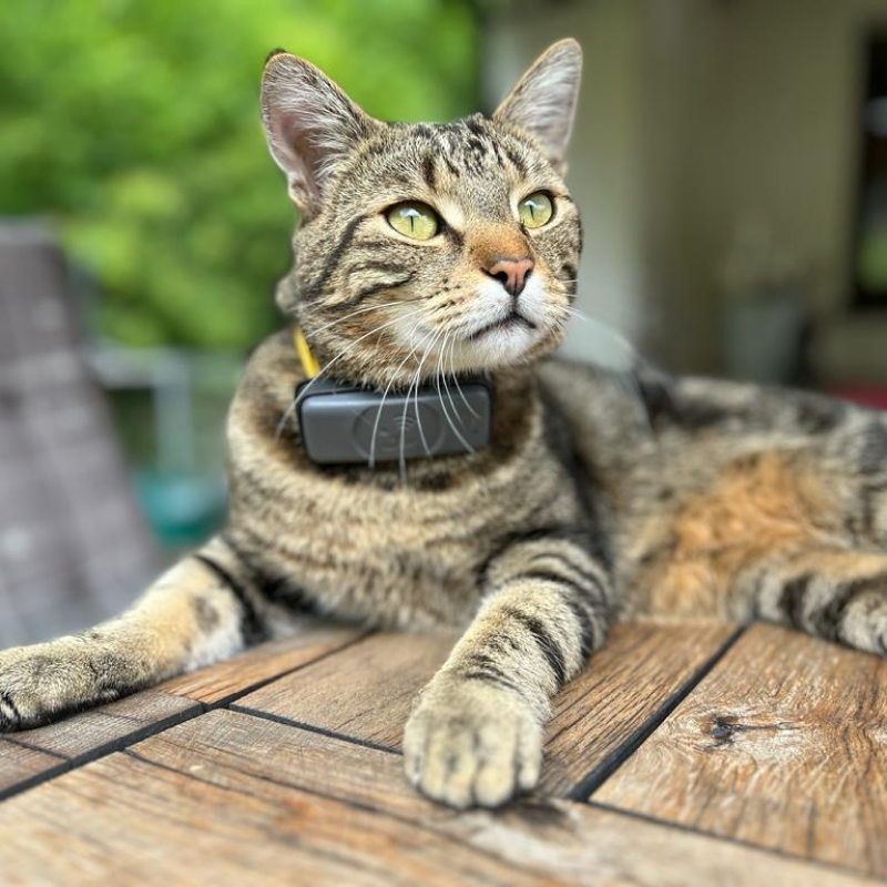 Fressnapf Halsbänder Fressnapf GPS-Tracker für Katzen happy green *limitierte Auflage