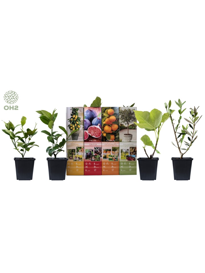 OH2 4er-Set: Mediterrane Pflanzen gesetzt in Bunt günstig kaufen onesize
